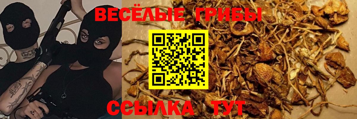 Отрадное  Псилоцибиновые грибы Cubensis  Вход с VPN 